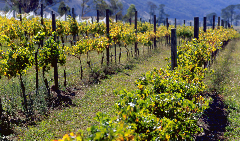 Winter sun shining on Mount Majura Winery