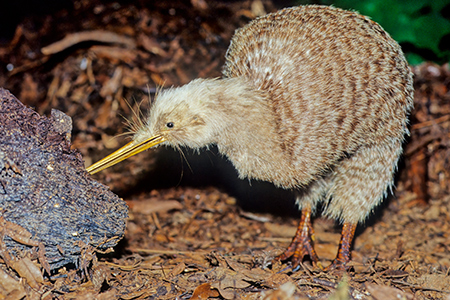 kiwi park queenstown  