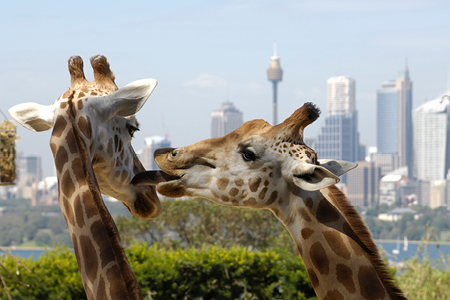 Guest Experience - Landing Page Images - Taronga Zoo - 450x300px8.jpg