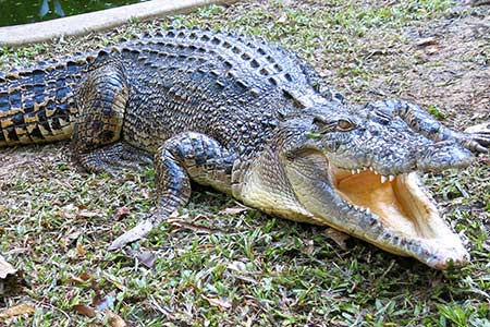 croc darwin