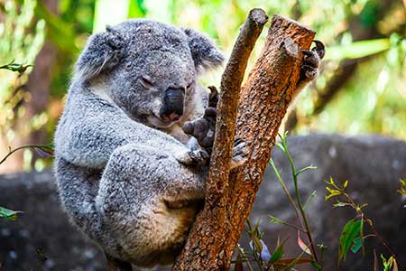 melbourne zoo