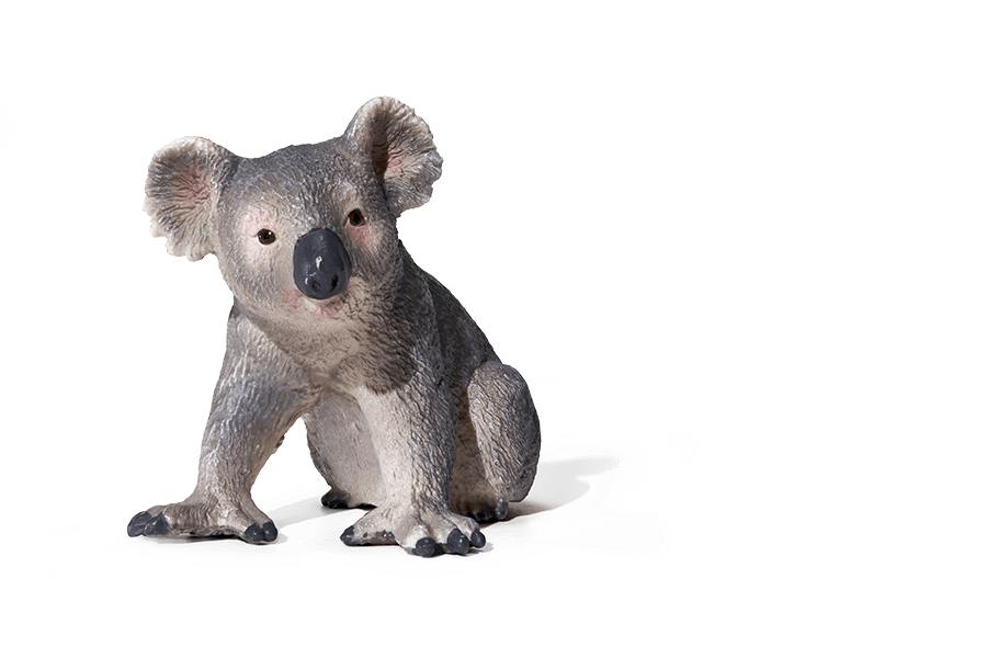 Koala-900x600-min.png